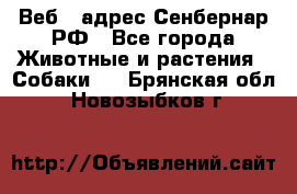 Веб – адрес Сенбернар.РФ - Все города Животные и растения » Собаки   . Брянская обл.,Новозыбков г.